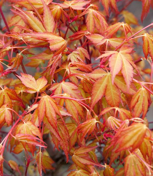 Acer palmatum 'Katsura'